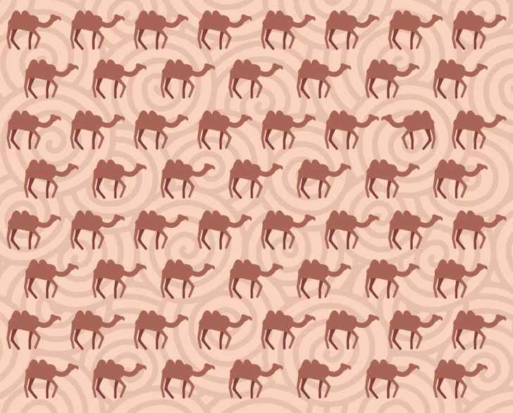 Hádanka - hledání velblouda