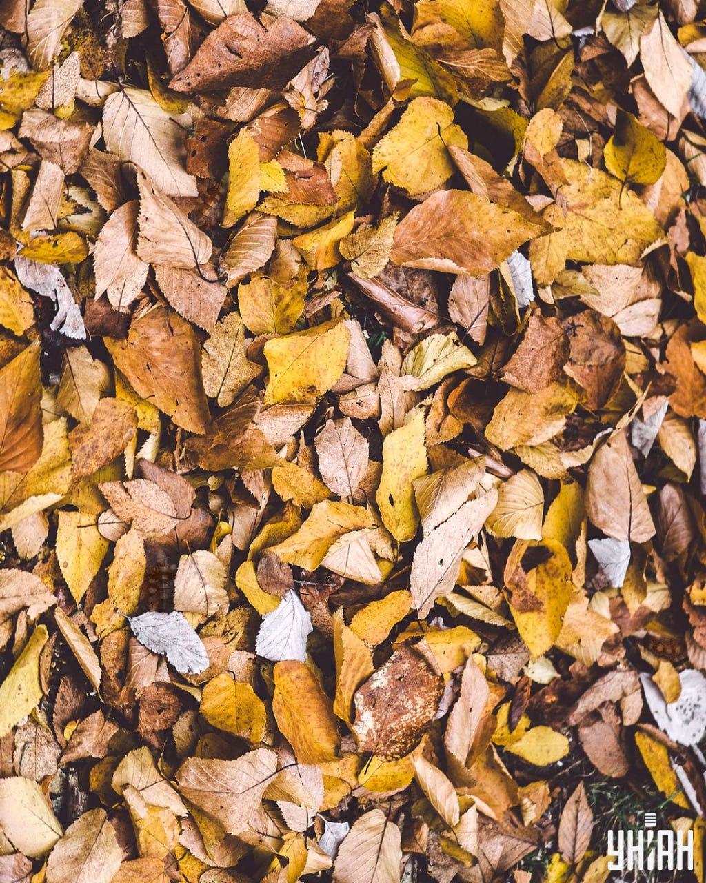 Najdi želvy mezi listy / koláž Moje