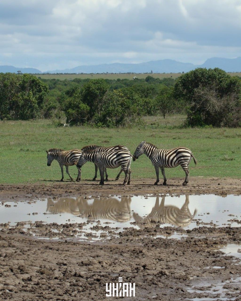 Je třeba najít psa / koláž s fotografií Moje Psa je třeba najít včas / koláž s fotografií Moje