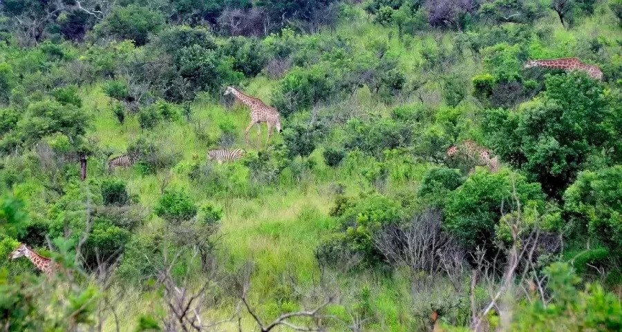 Optická iluze - výzva