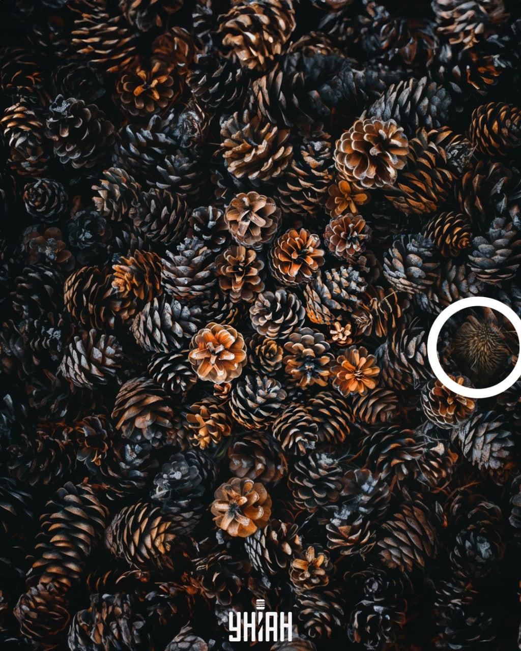 Ježek byl 'ukryt' poblíž středu snímku