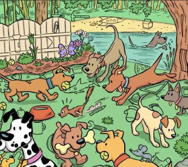 Hádanka - najdi magnet mezi psy