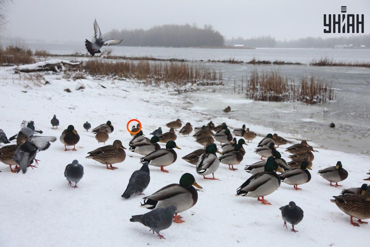 Vrabec se schovával poblíž centra optických klamů / koláž s fotografií Moje