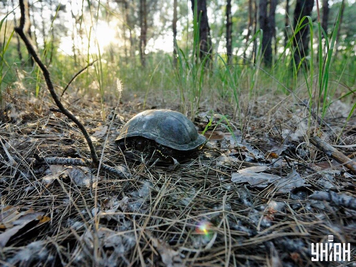 Původní fotografie hlavolamu s želvou