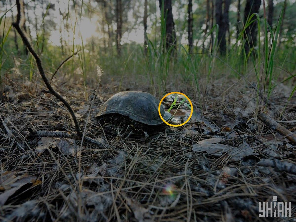 Řešení hlavolamu s hadem