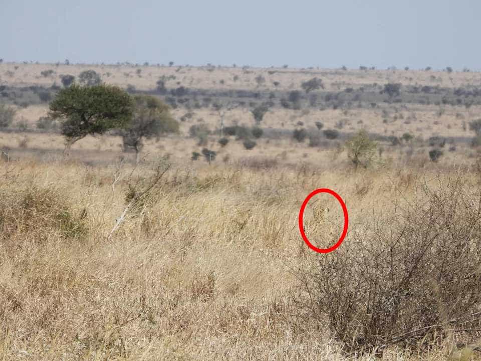 Řešení hádanky s leopardem