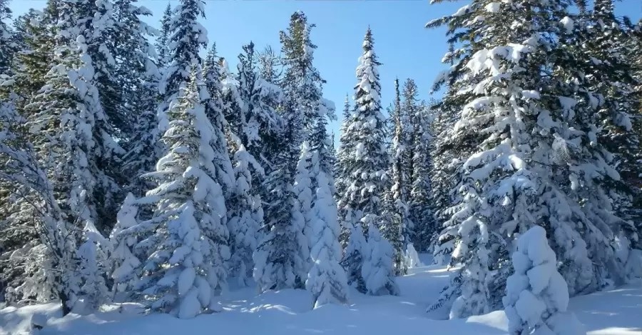 Optická iluze - zimní les se skrytou sovou