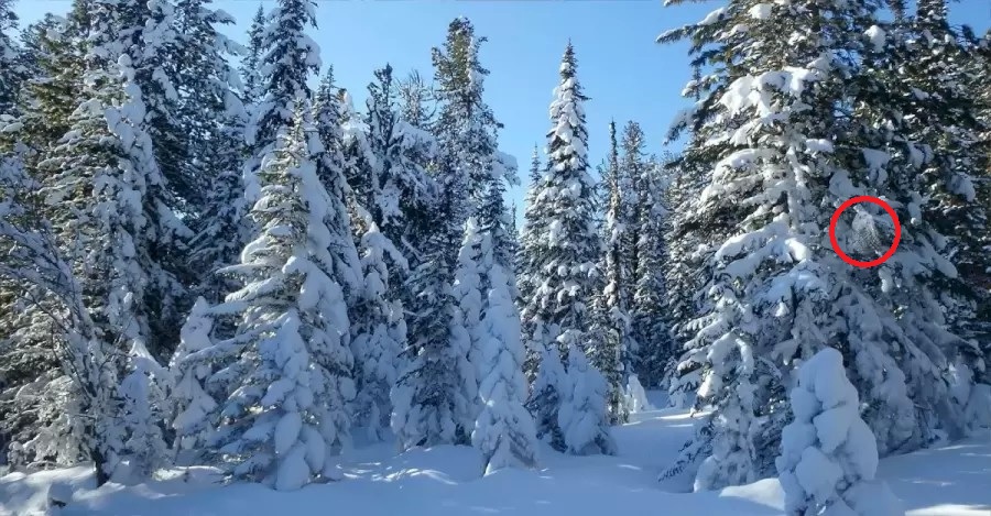 Optická iluze - řešení s vyznačenou sovou