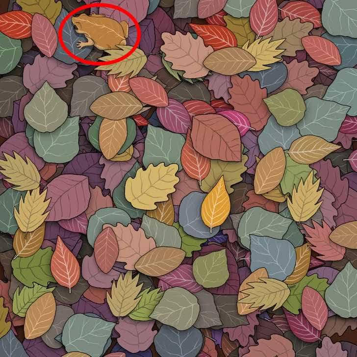 Žába v optické iluzi - řešení Řešení hádanky