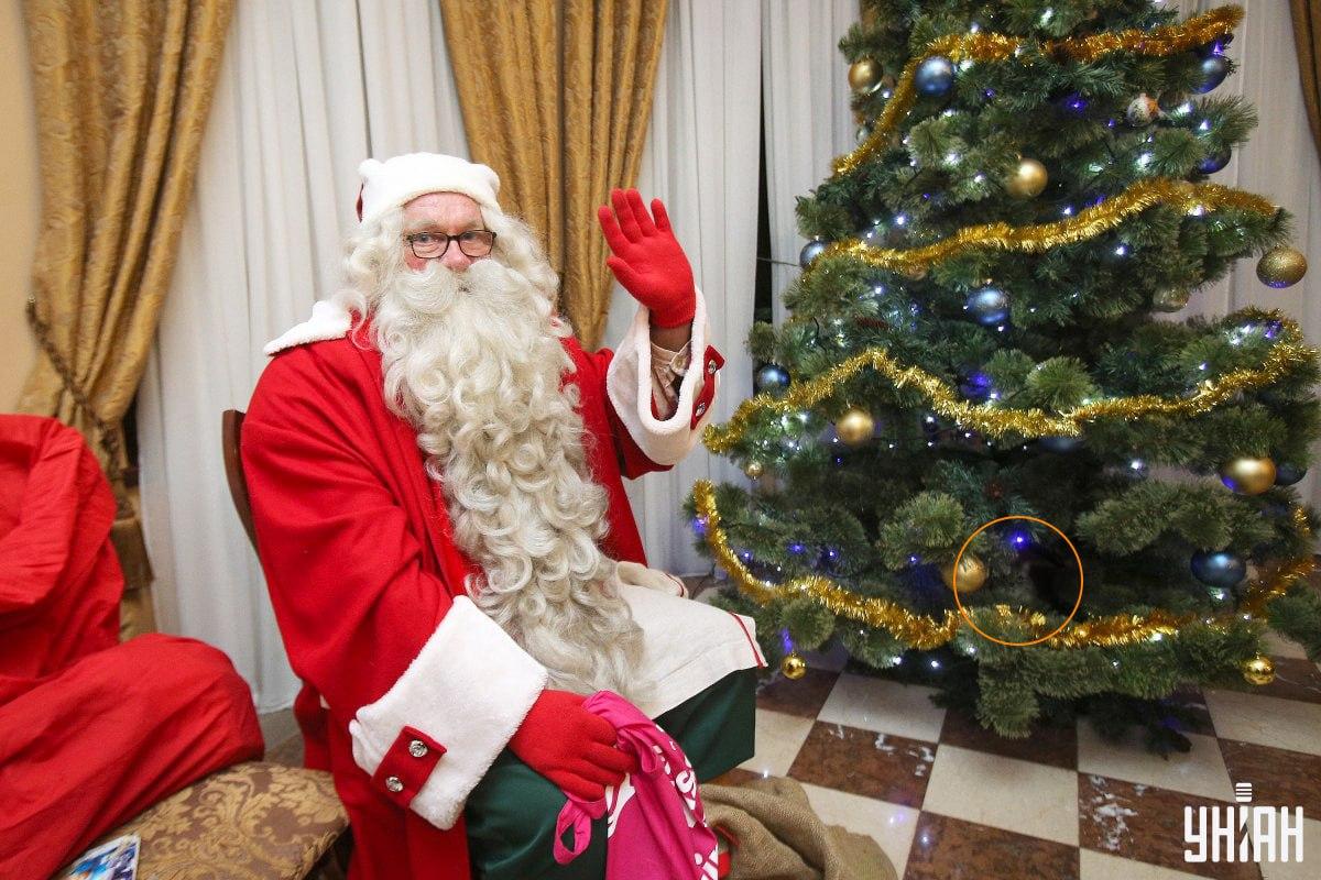 Kočka se schovávala mezi větvemi vánočního stromku / koláž s fotografií Mojeu