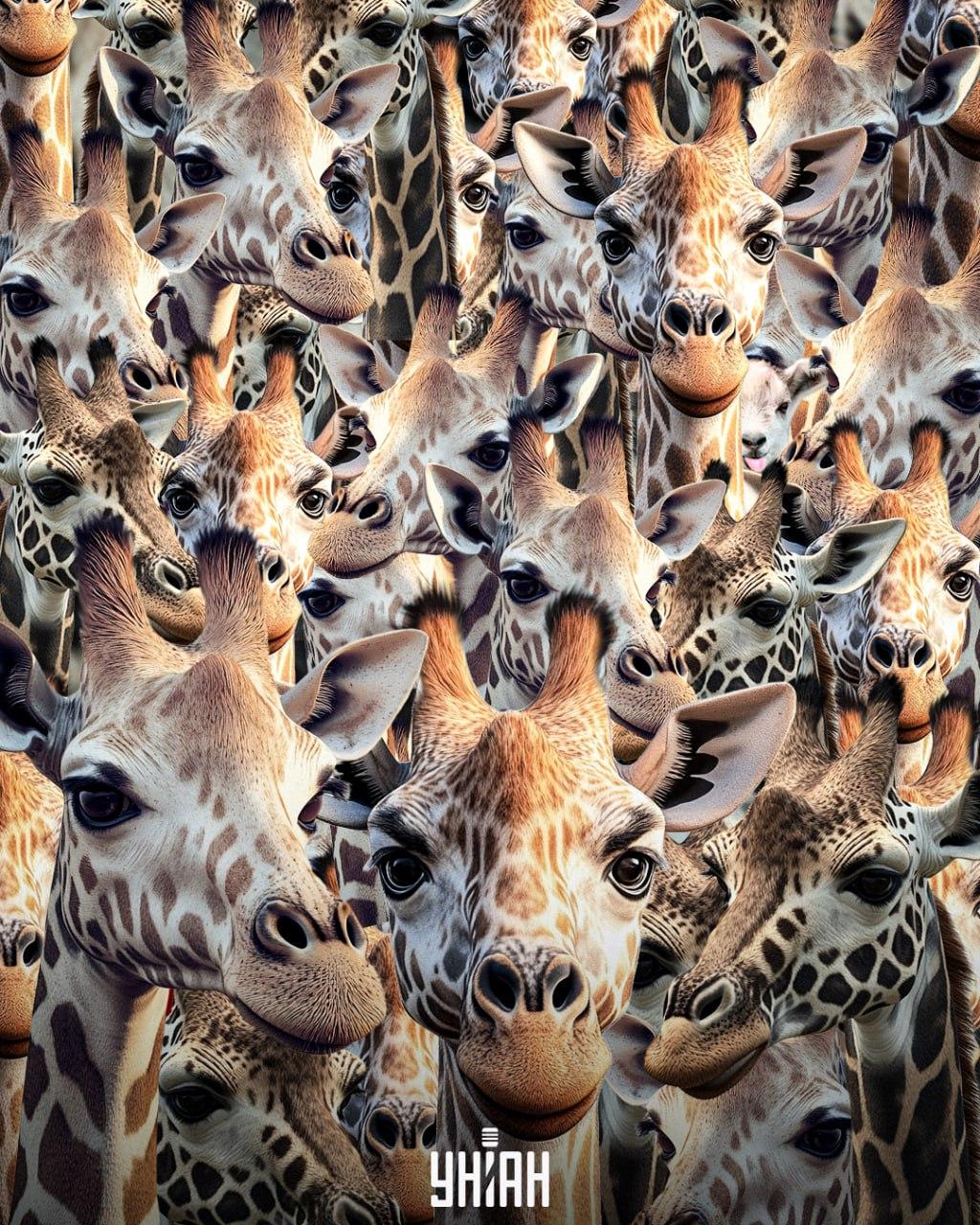 Je třeba vypátrat nevychovanou kozu / koláž Moje Je třeba najít nevychovanou kozu / koláž Moje