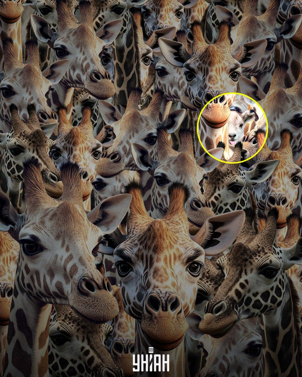 Je třeba vypátrat nevychovanou kozu / koláž Moje Musíme vypátrat toho drzého kozla / koláž Mojeu