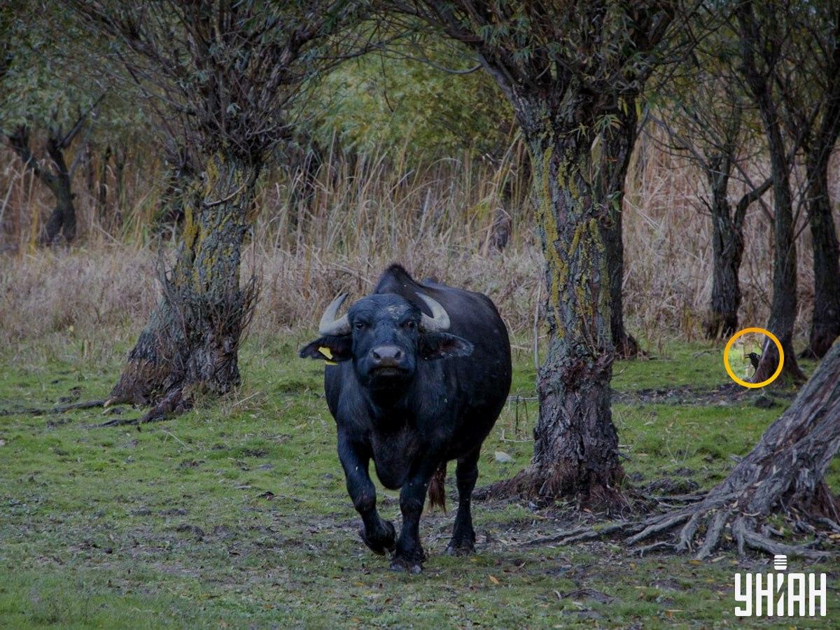 Pták byl na levé straně skládačky / fotokoláž Moje