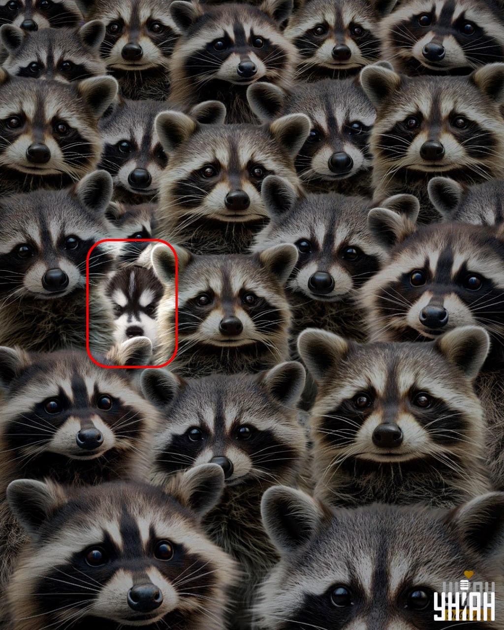 Řešení - husky je v pravém dolním rohu