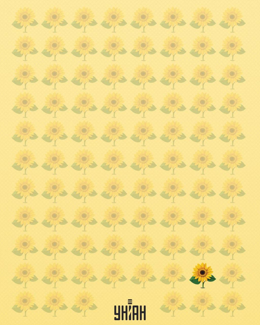 Slunečnice, které chyběl jeden okvětní lístek, byla nazvána divnou / koláž Moje