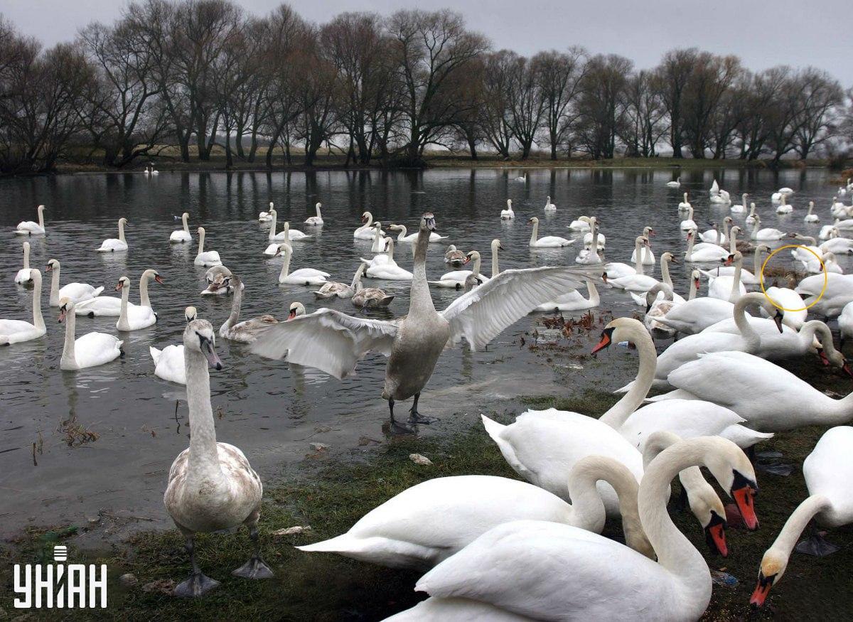 Ptáka jsme ukryli pomocí vábničky s