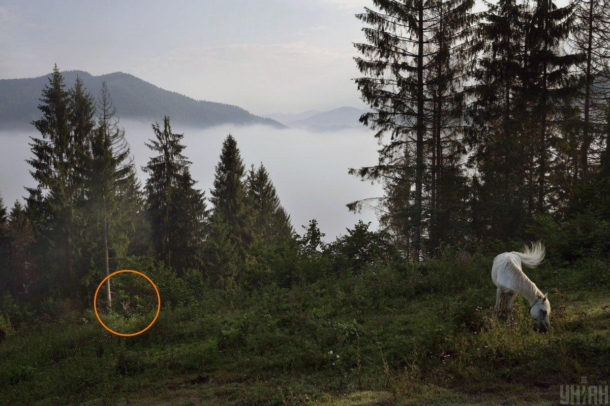 Koza se schovávala v zeleni / koláž s fotografií Mojeu