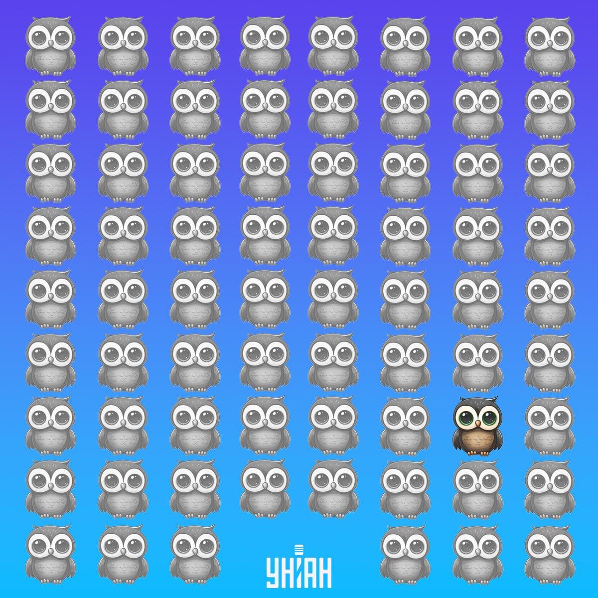 Unikátní sova byla ve spodní části snímku vlevo / koláž Moje Unikátní sova se nacházela v dolní části snímku vlevo / koláž Moje