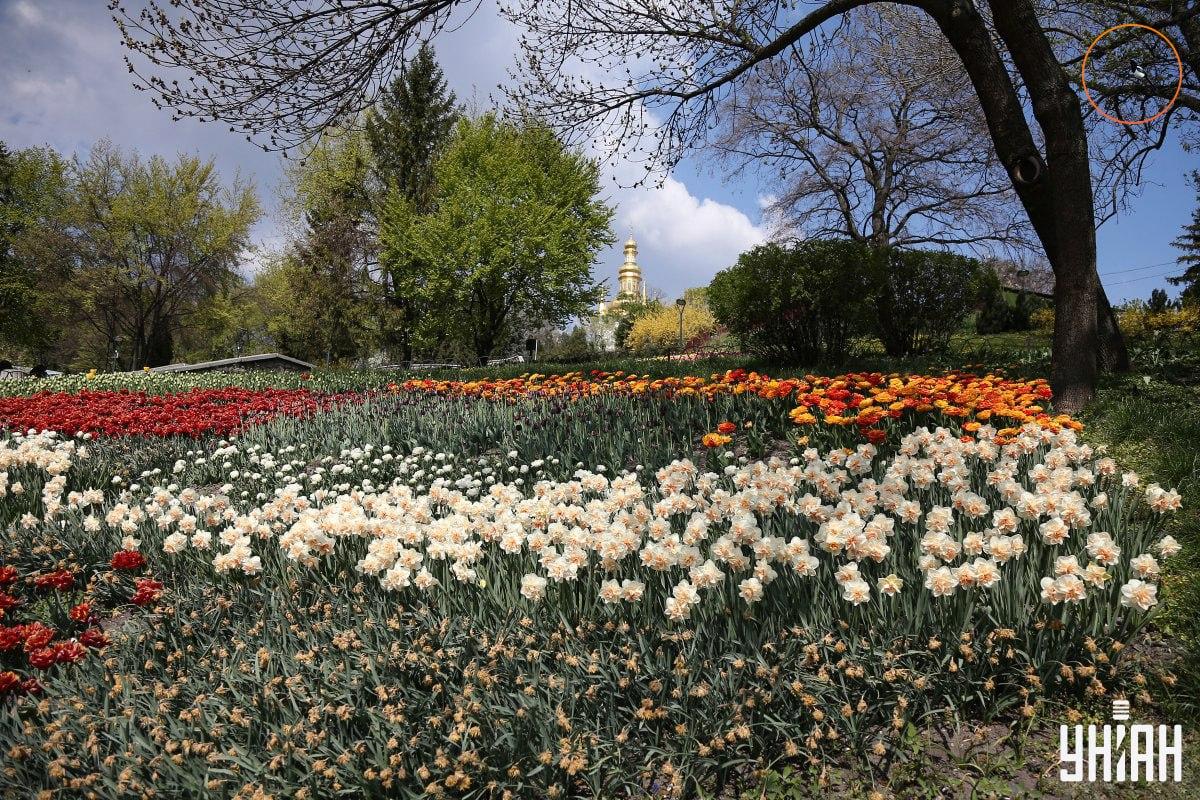 Pták sedící na větvi stromu / koláž Moje