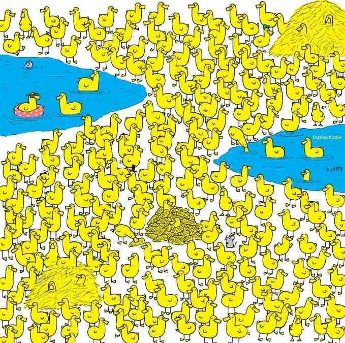 Hlavolam: Najděte kuře mezi kachňaty