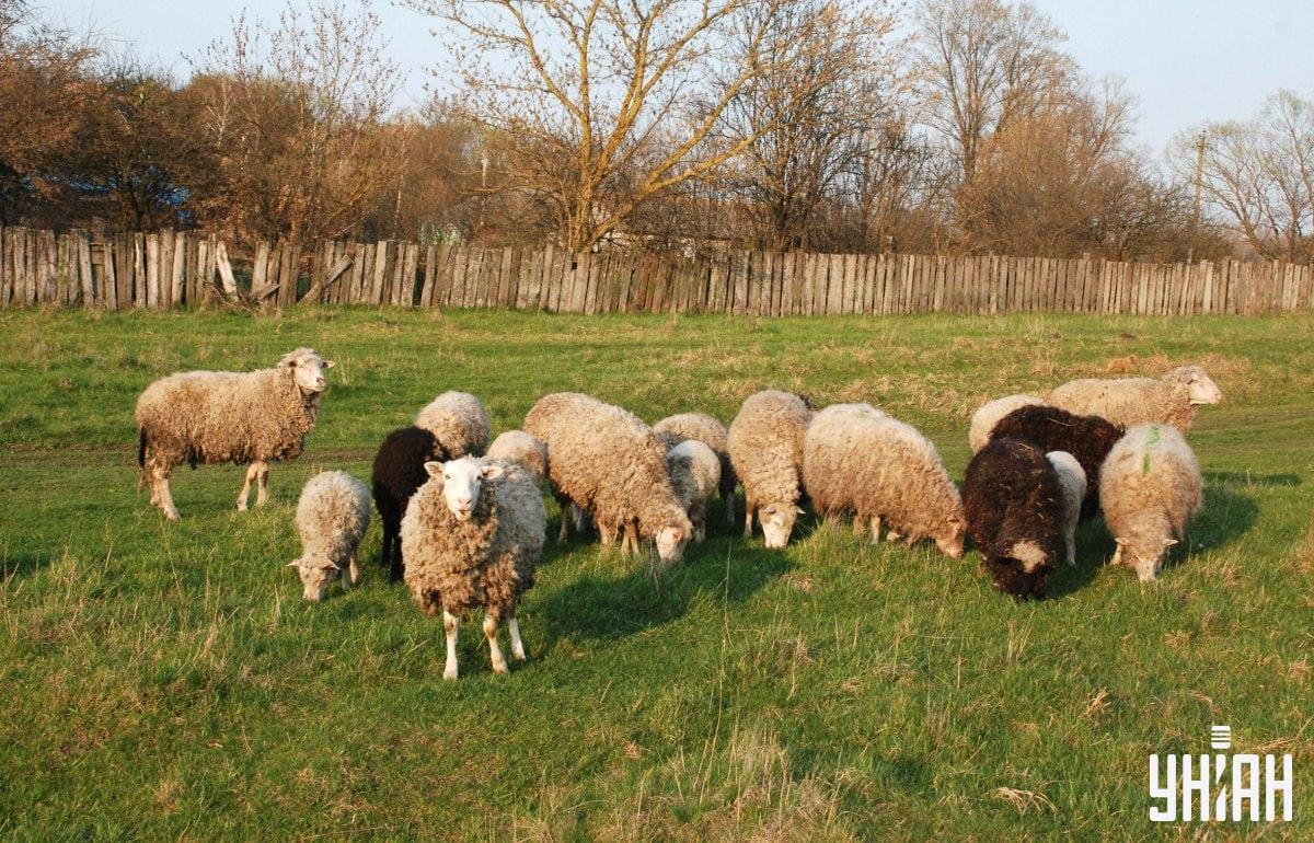 Najdi psa za méně než 10 sekund / koláž s fotografií Moje