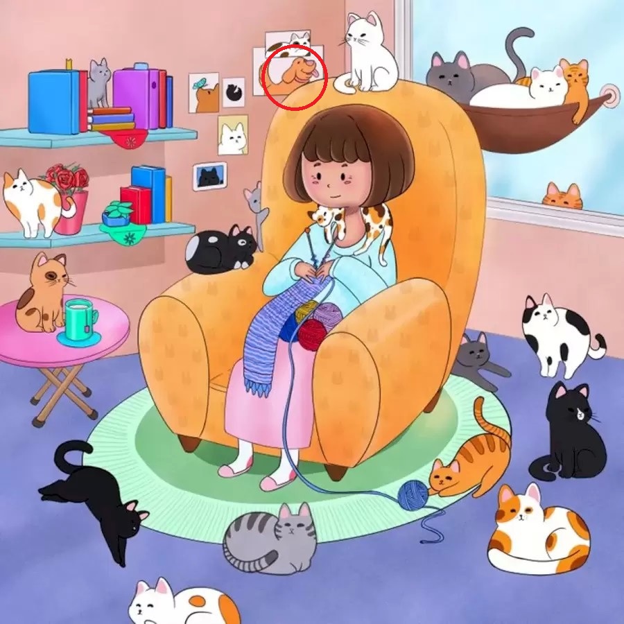 Řešení - pes v kočičím království Řešení hádanky - pes je v rámu na stěně