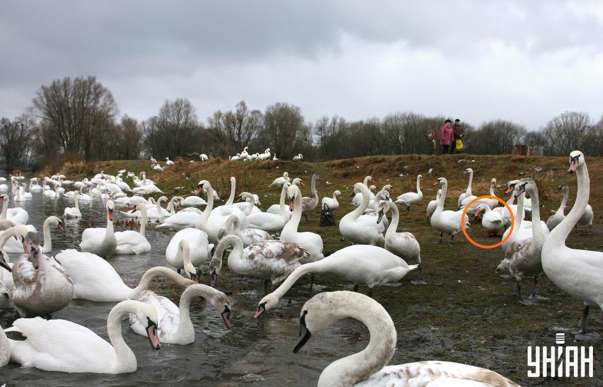 Husa se nachází nedaleko středu snímku / koláž s fotografií Mojeu