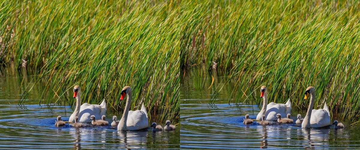 Velmi rychle najděte rozdíly mezi obrázky / koláží Moje