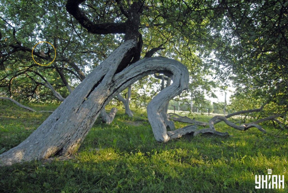 Naše kočka leží na větvích stromu / Moje Collage
