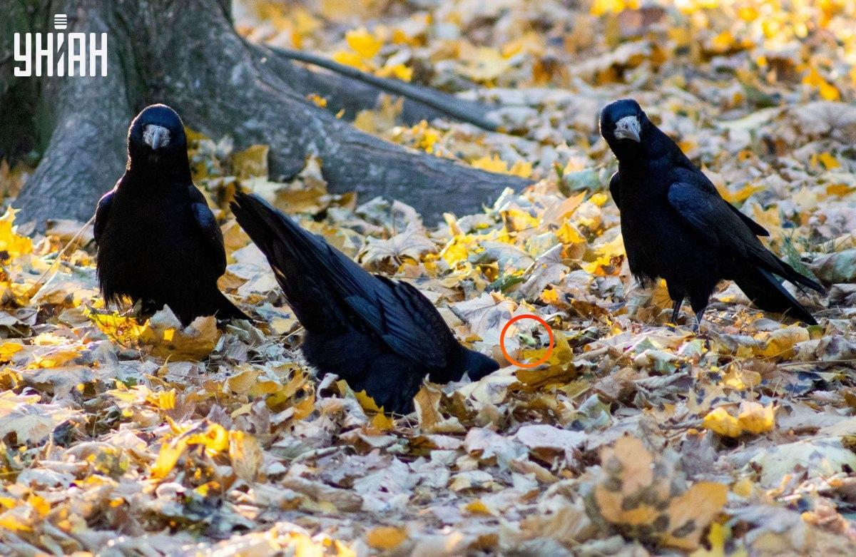 Žába byla téměř uprostřed skládačky / koláž s fotografií Mojeu Žába byla téměř uprostřed skládačky / koláž z fotografie Mojeu