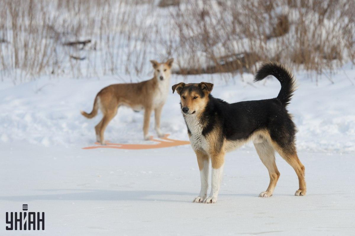 Ilustrace se slonem a skrytým kancem