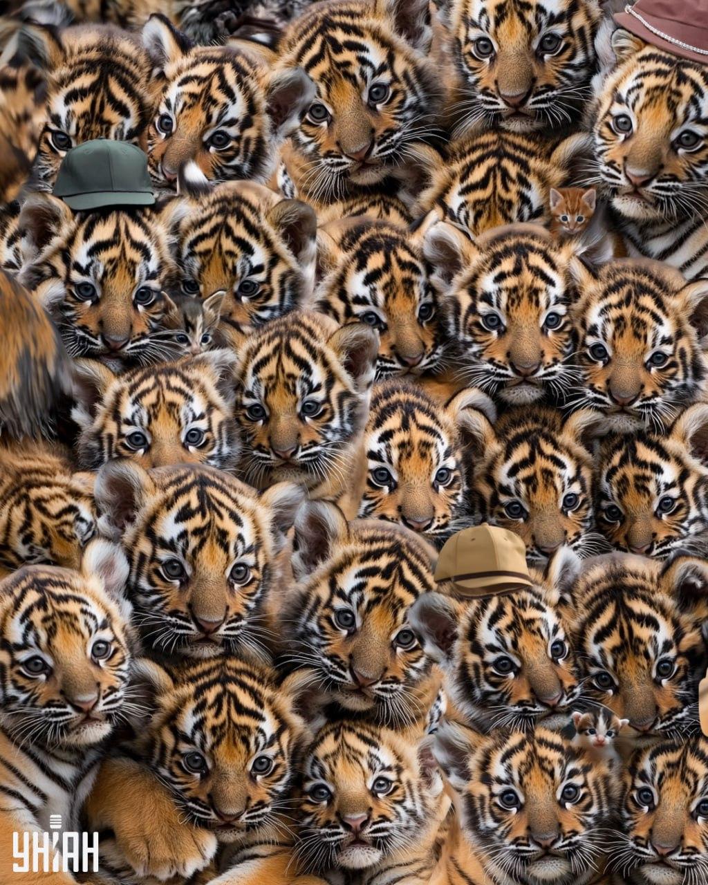 Najděte tři koťata mezi tygry / Moje