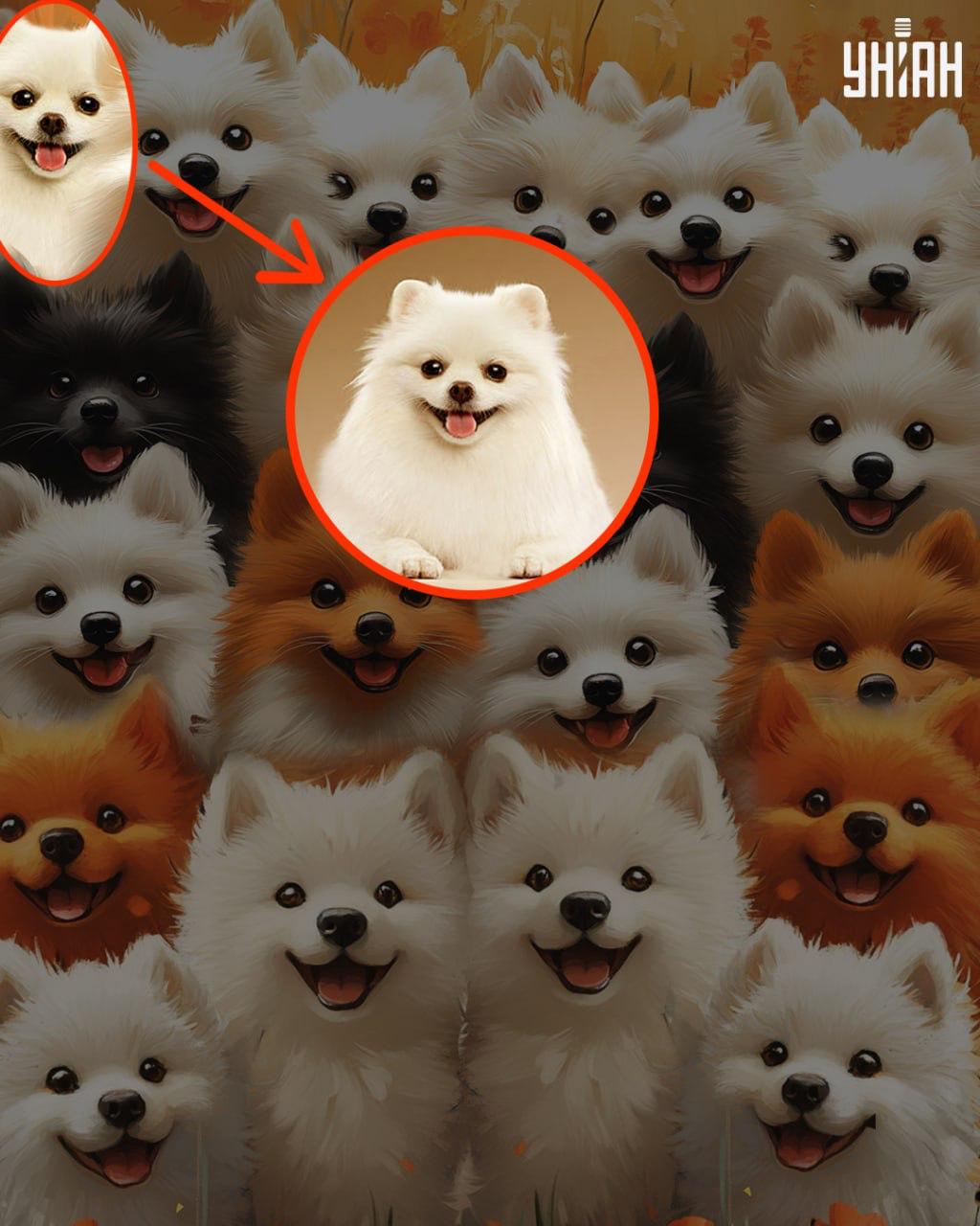 Řešení - skutečný pes je zvýrazněn