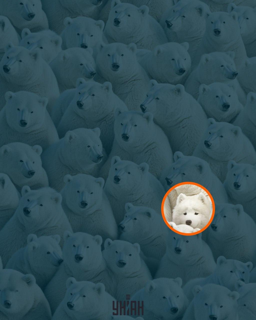 Řešení hádanky s vyznačeným psem