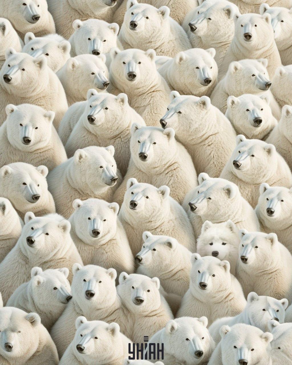 Ilustrační obrázek hádanky s medvědy