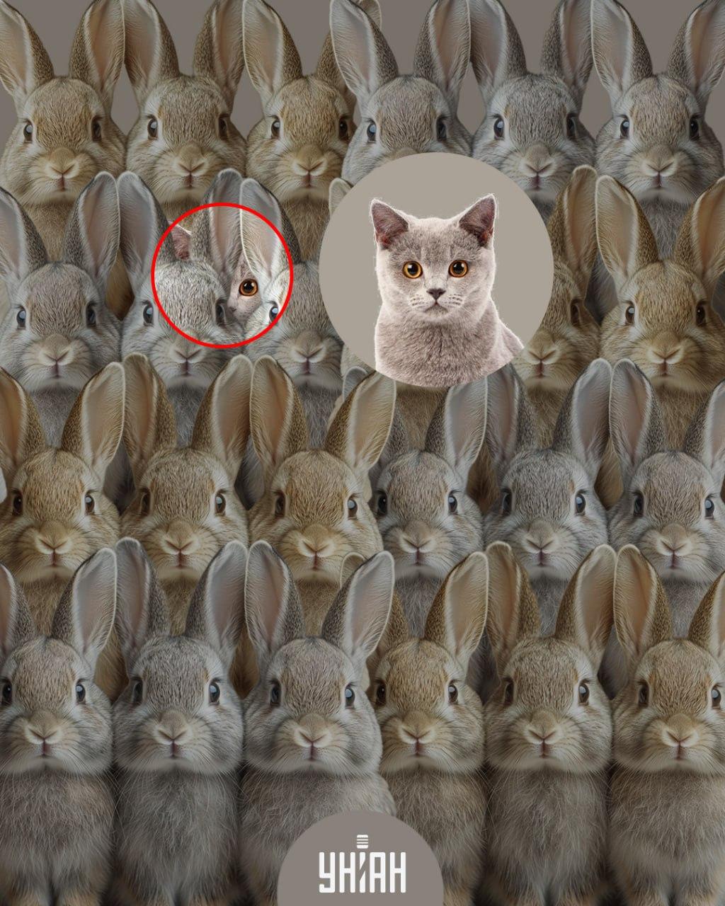 Koláž Moje s vyznačenou kočkou