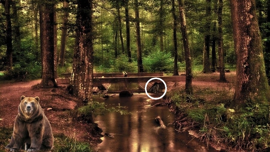 Optická iluze Řešení - nalezené medvídě