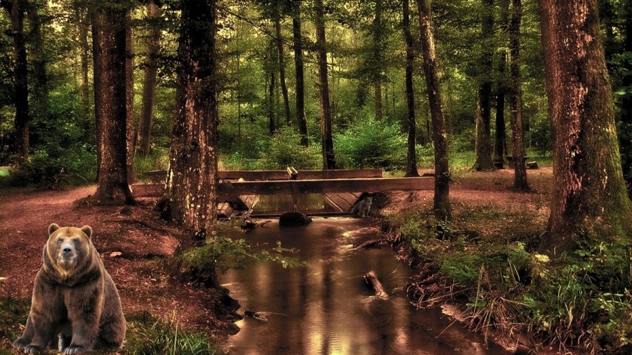 Optická iluze Optická iluze - hledání medvíděte