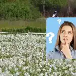 Čápa za 9 sekund najdou jen lidé s úžasným IQ: