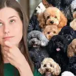 Dobrý mezi ovcemi, ale je těžké najít ovci mezi pejsky: