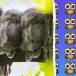 Extrémně obtížná hádanka: musíte najít vzácnou sovu za 11 sekund.