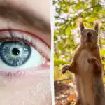 Hádanka s "pastí": každý vidí veverku, ale vy musíte v