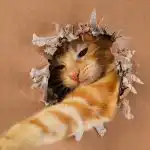 Jak moc je vaše kočka geniální: jednoduchý IQ test s