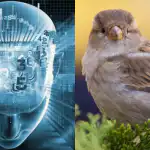 Jen lidé s fantastickým IQ najdou vrabce za 11 sekund: