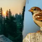 Jen lidé s "jestřábím zrakem" dokážou najít vrabce za 7