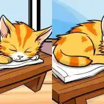 Jen ti nejpozornější najdou 3 rozdíly na obrázku kočky za