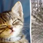 Každý vidí páva a jen lidé s vysokým IQ najdou