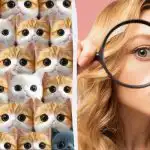 Kde je skutečná kočka: úžasná hádanka, kterou vyřešíte za 6