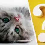 Kočku na dvoře za 10 sekund spatří jen lidé s