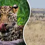 Leoparda najde jen ten, kdo má "lovecké oči": záhada, kterou